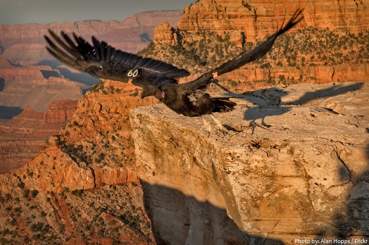 grand canyon national park bird