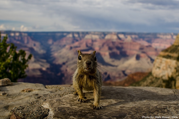 grand canyon national park squirrel