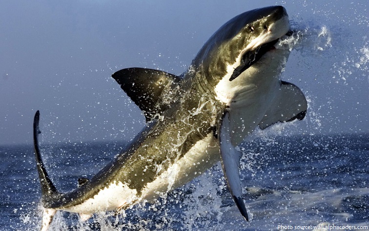 great white shark catching prey