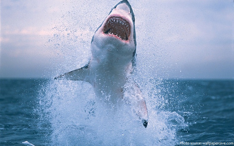 great white shark jump