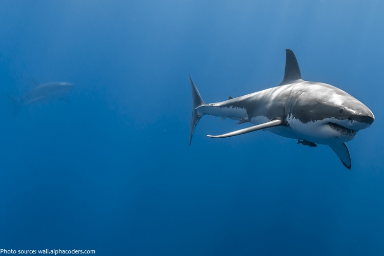 great-white-sharks