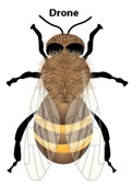 honey-bee-drone-1