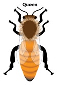 honey-bee-queen-1