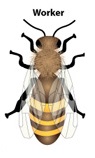honey-bee-worker-1