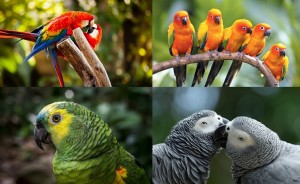 Interesting facts about parrots | Just Fun Facts