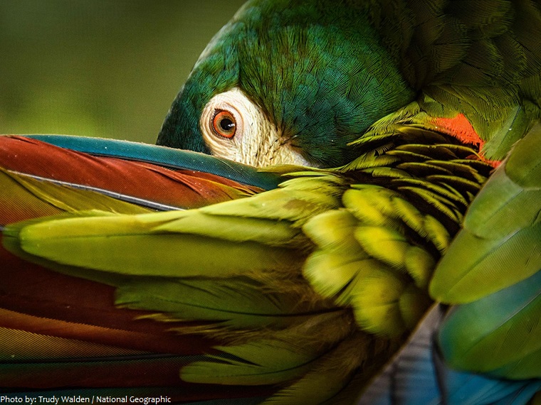 parrots plumage