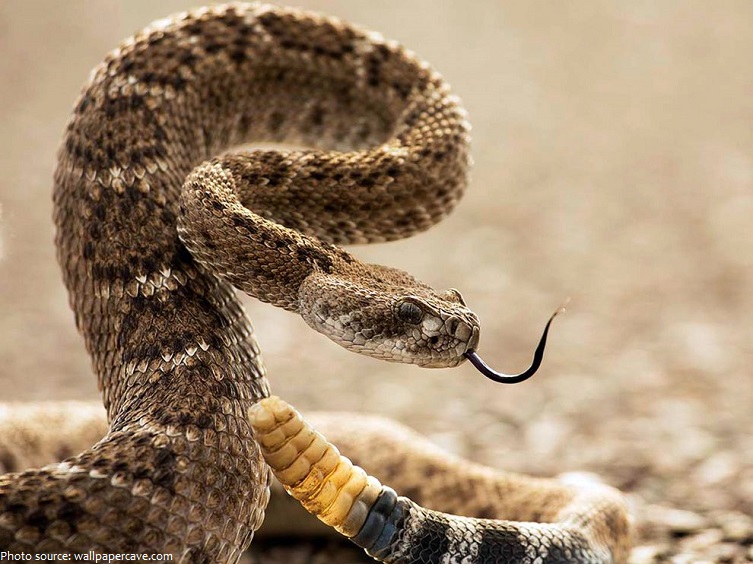 rattlesnake-3