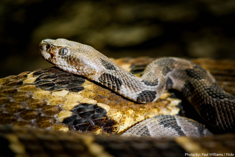 rattlesnake baby