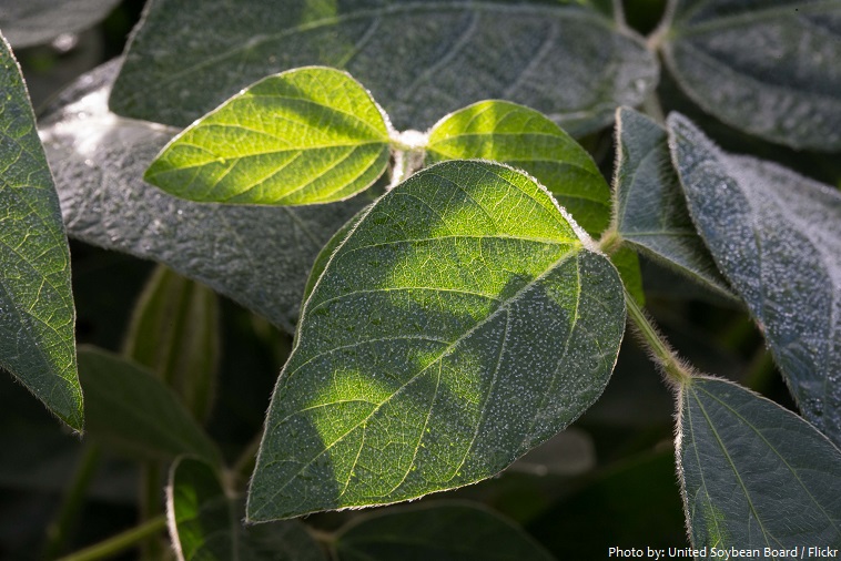 soybeans leaves