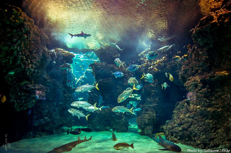 aquarium djibouti