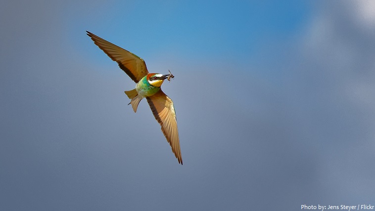 bee-eater wasp