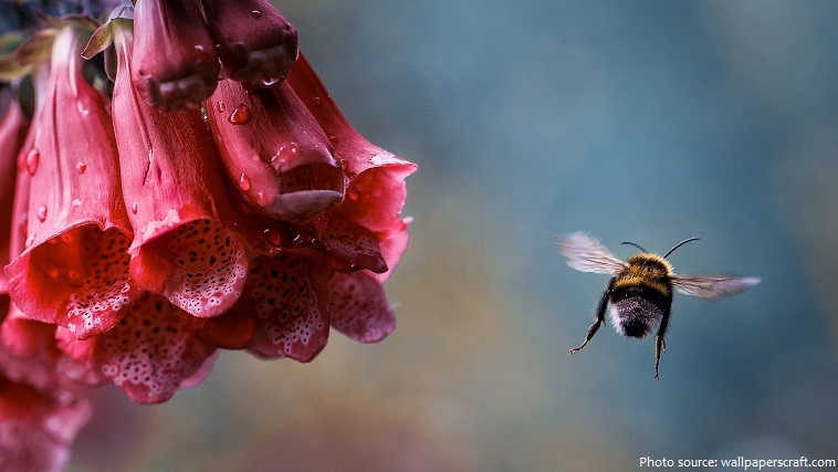 bumblebee flight