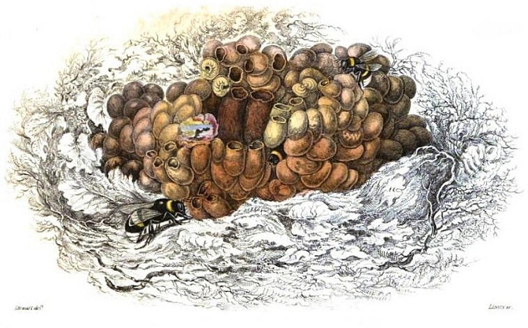 bumblebee-nest-2
