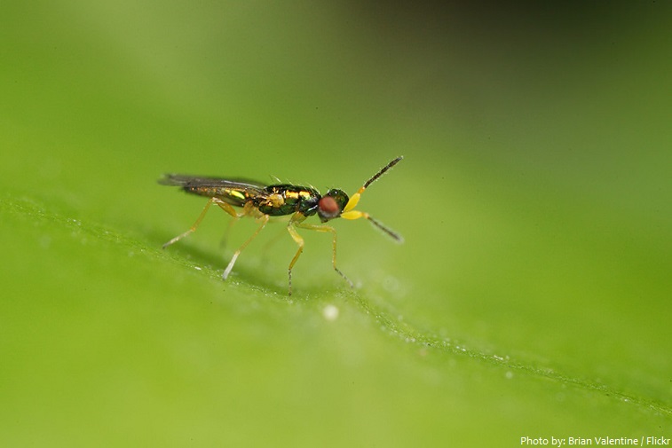 chalcid wasp