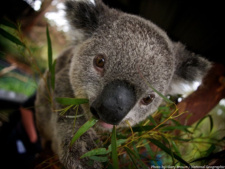 eucalyptus koala