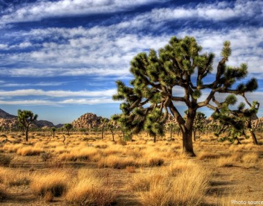 Interesting facts about Joshua Tree National Park