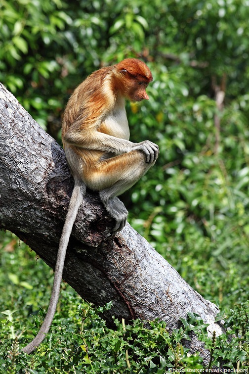 proboscis-monkey-3