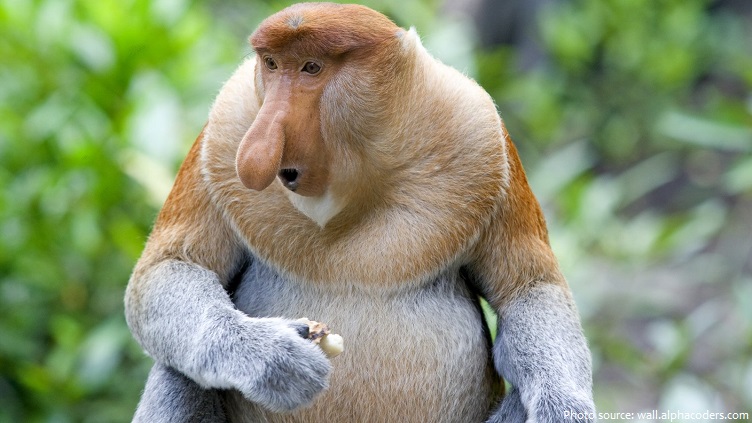 proboscis-monkey-4