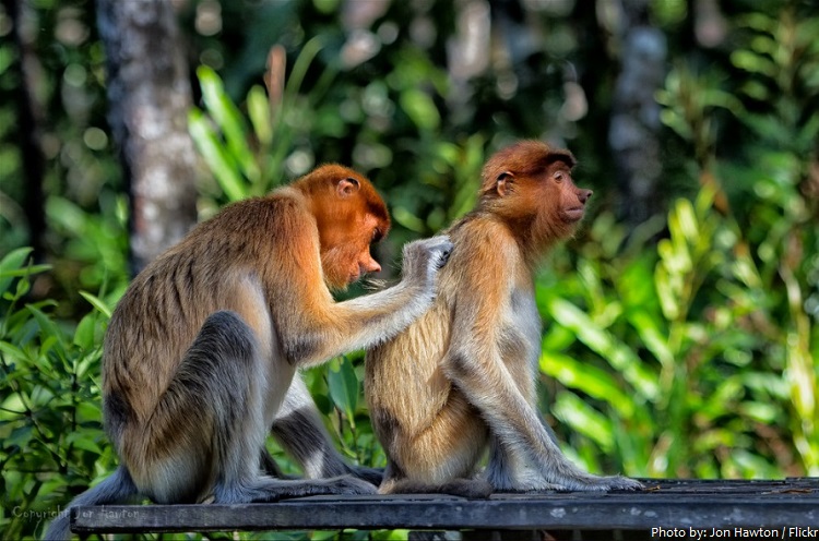 proboscis monkey grooming