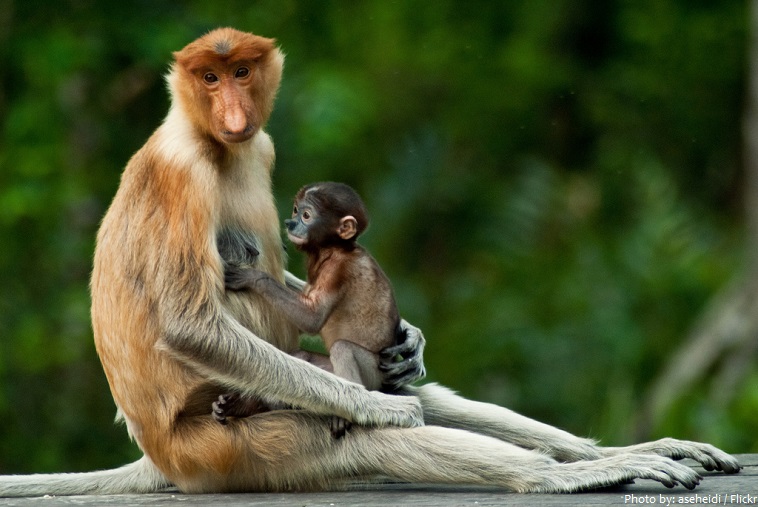 proboscis monkey mother and baby