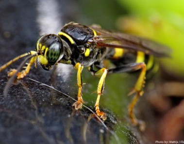 Interesting facts about wasps