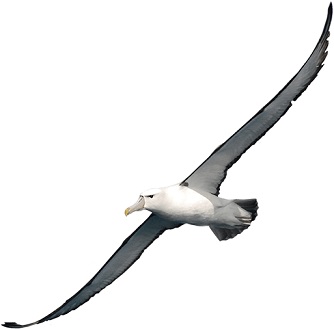 albatross-2