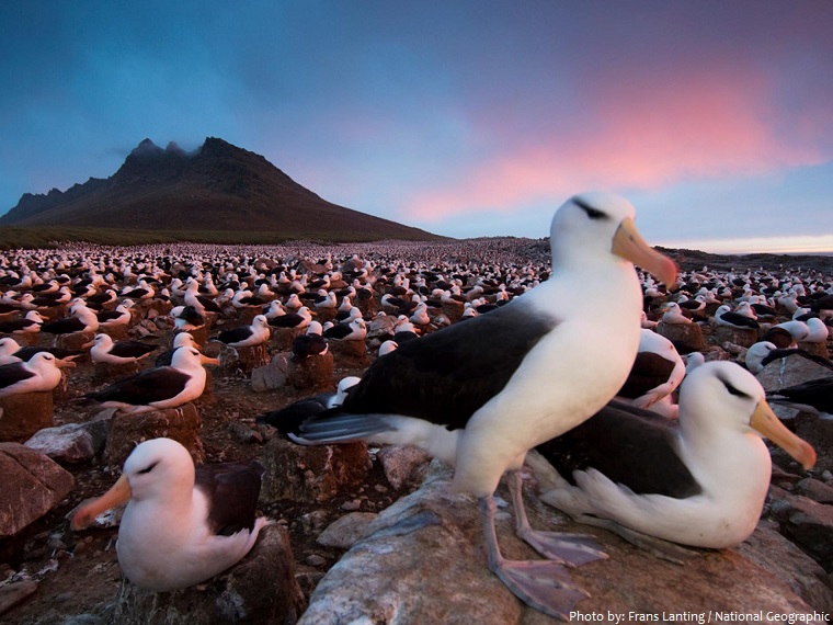 albatross colony