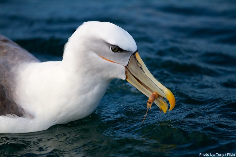 albatross eating