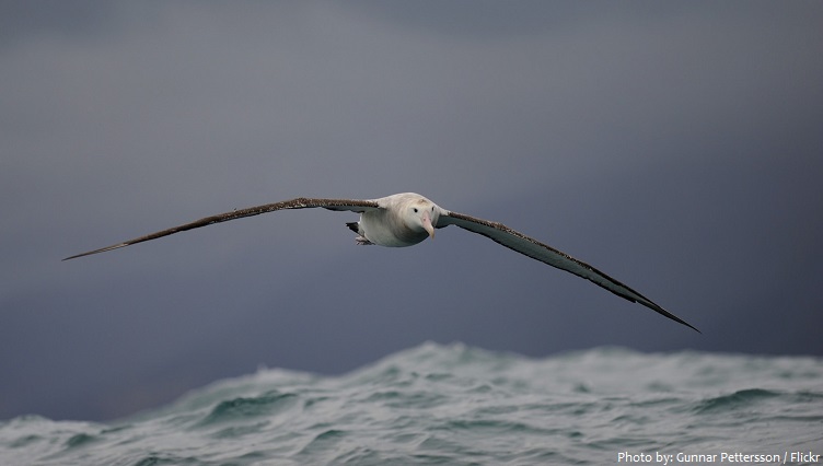 albatross flying