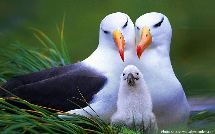 albatross pair and chick