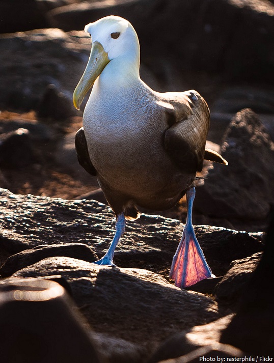 albatross walking