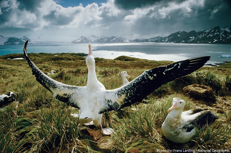 albatrosses