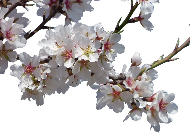 almond-flowers-2