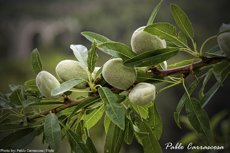 almond fruit