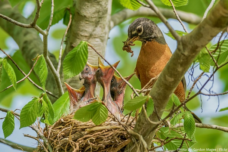american robin nest chicks feeding
