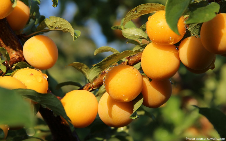 apricots in a tree