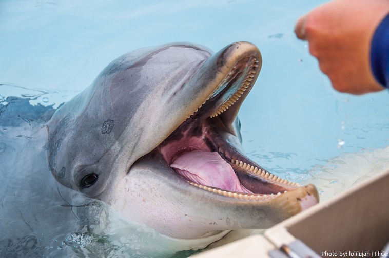 bottlenose dolphin teeth