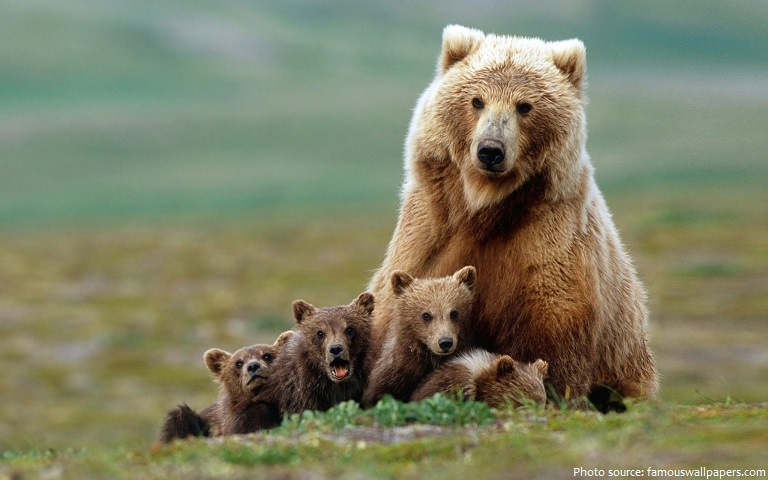 grizzly bear mother and cubs
