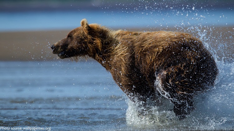 grizzly bear running