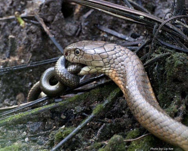 king cobra eating another snake