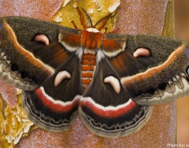 Interesting facts about moths