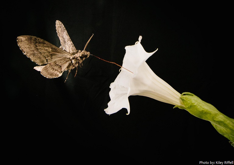 moth feeds from flower