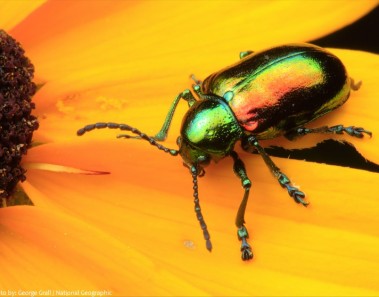 Interesting facts about beetles