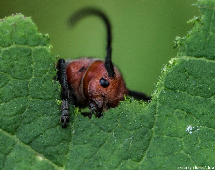 beetle eating