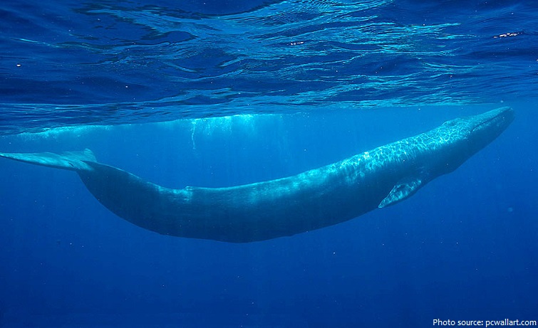 blue-whale-3