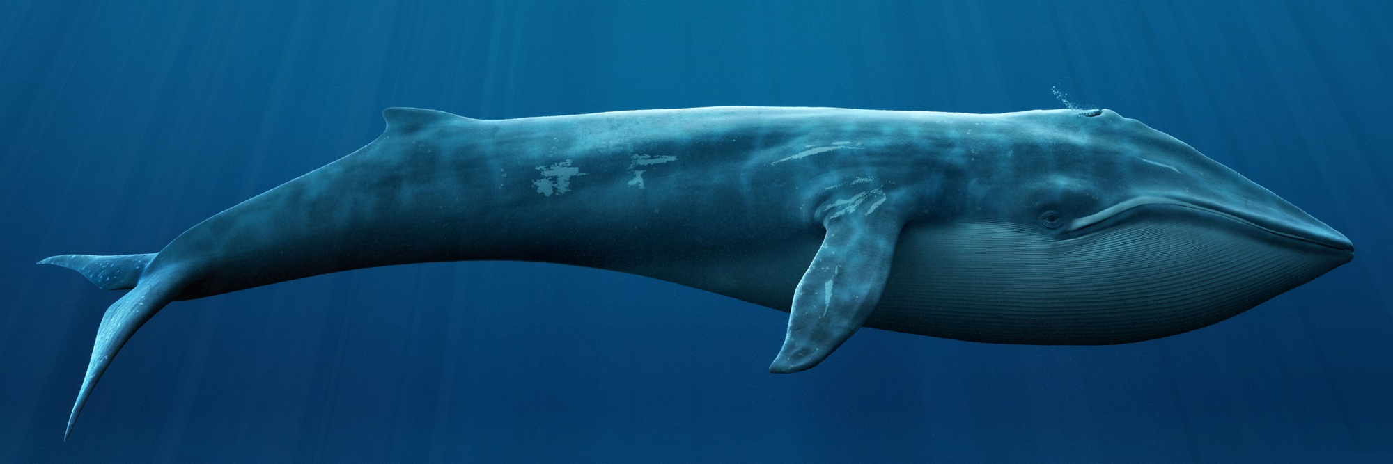 blue-whale-5