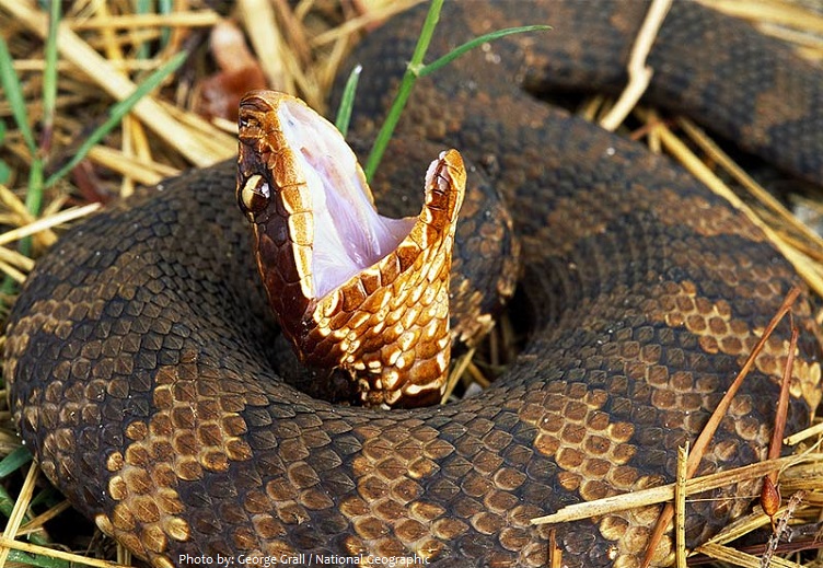 cottonmouth-snake-3