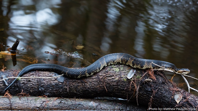 cottonmouth-snake-4