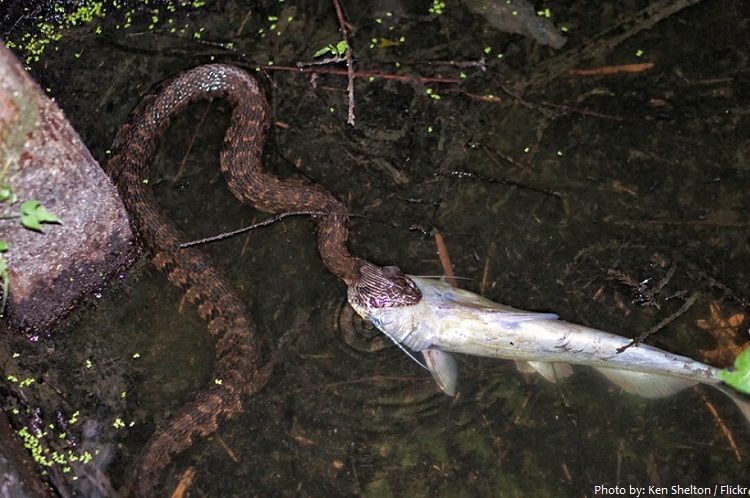 cottonmouth snake eating fish