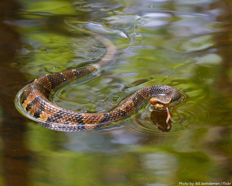 cottonmouth snake swimming
